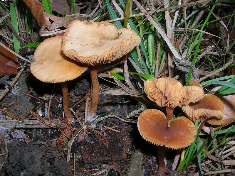 Tubaria furfuracea       (Pers.)     Gillet